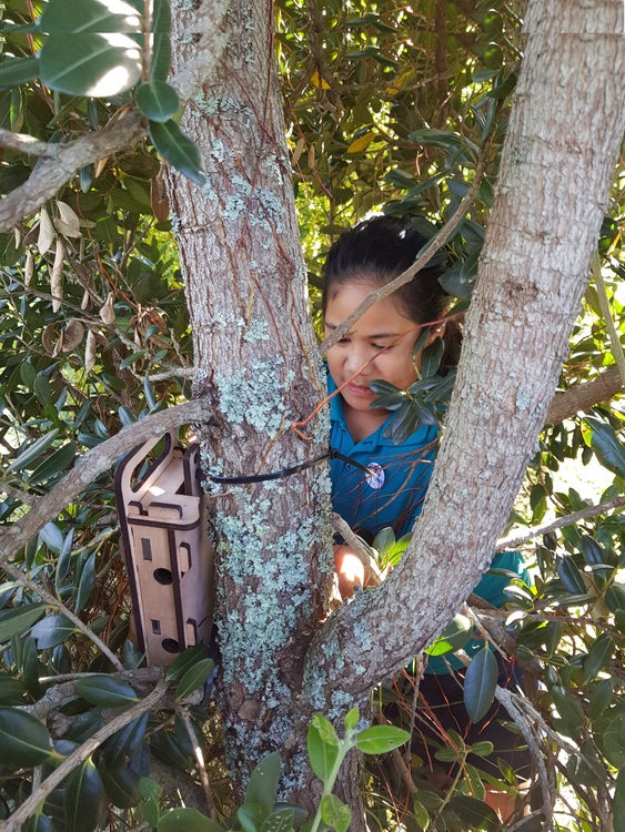 Student placing the wētā houses they designed in a tree.