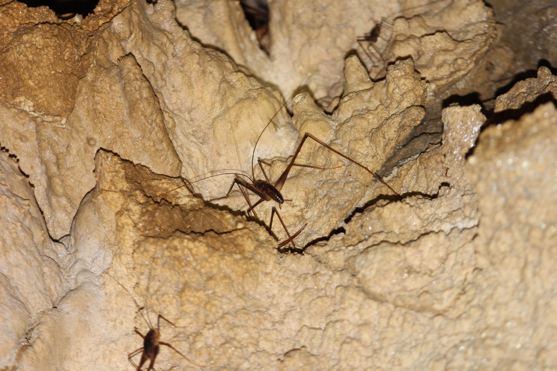 Cave wētā with their long, slender antennae and legs in a cave.
