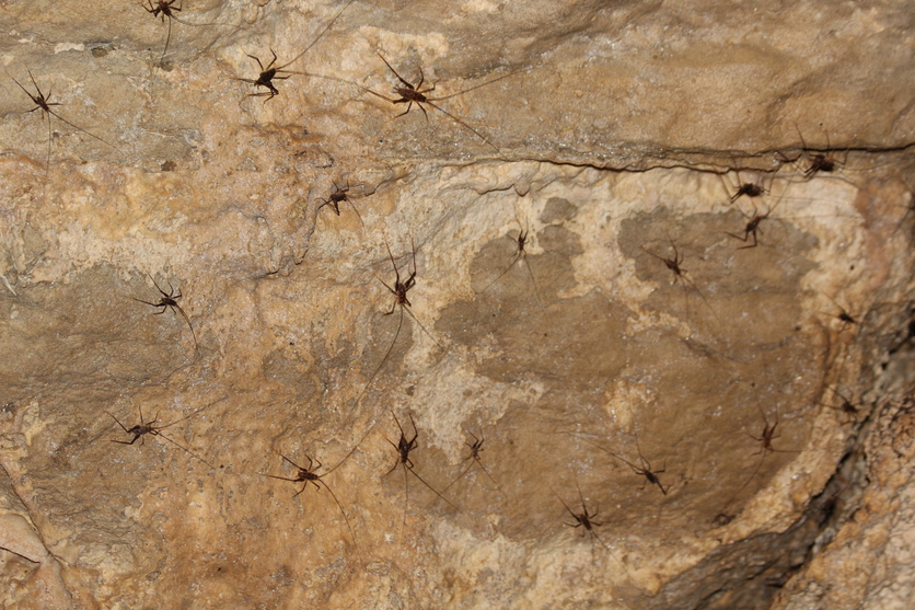 Group of cave wētā, New Zealand.