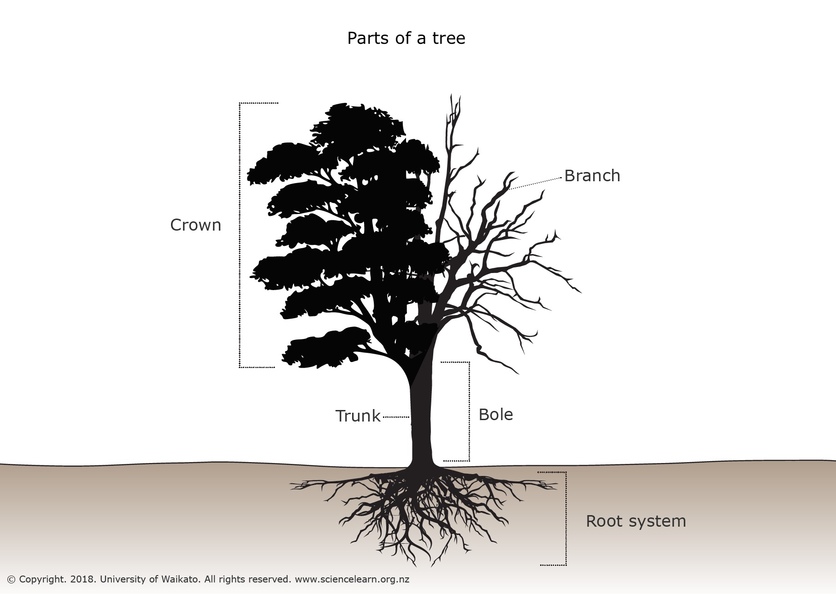 What is tree? — Science Hub