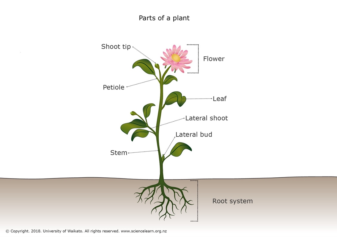 6 Parts Of A Plant