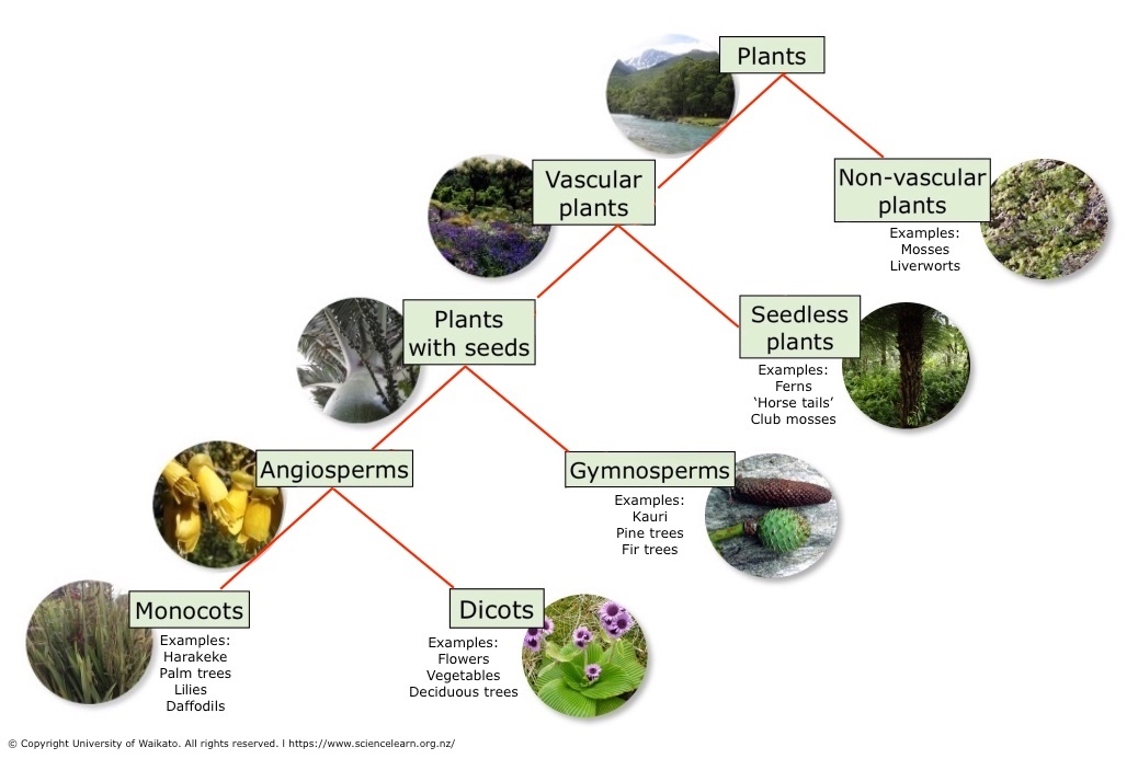 Plant classification and main characteristics used to categorise
