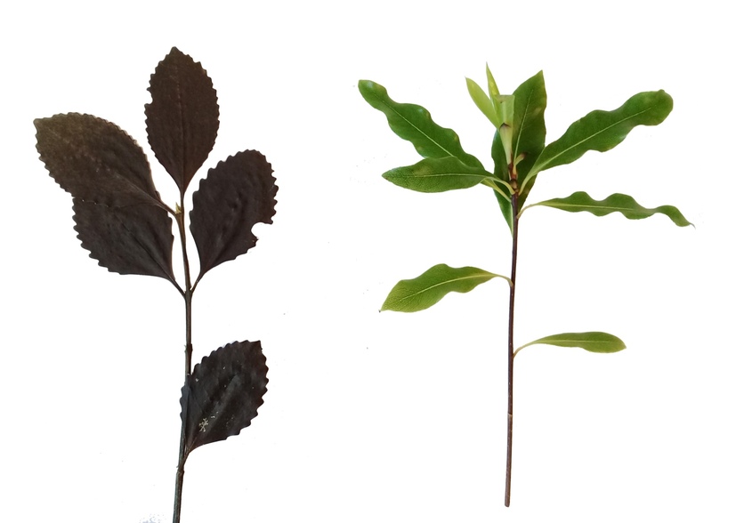 Kāmahi branch and an Pittosporum branch: leaf arrangements.