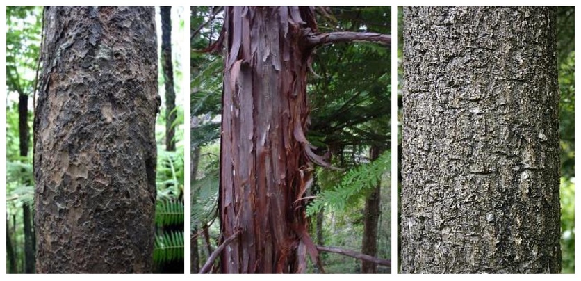 Bark of New Zealand tree trunks: mataī, kaiwaka and tī kōuka.