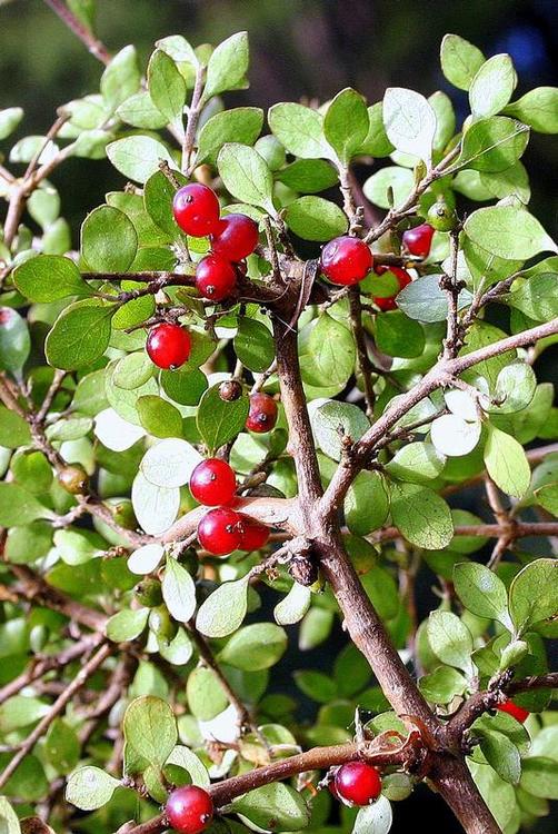 Red berries and small leaves of Coprosma rhamnoides plant.
