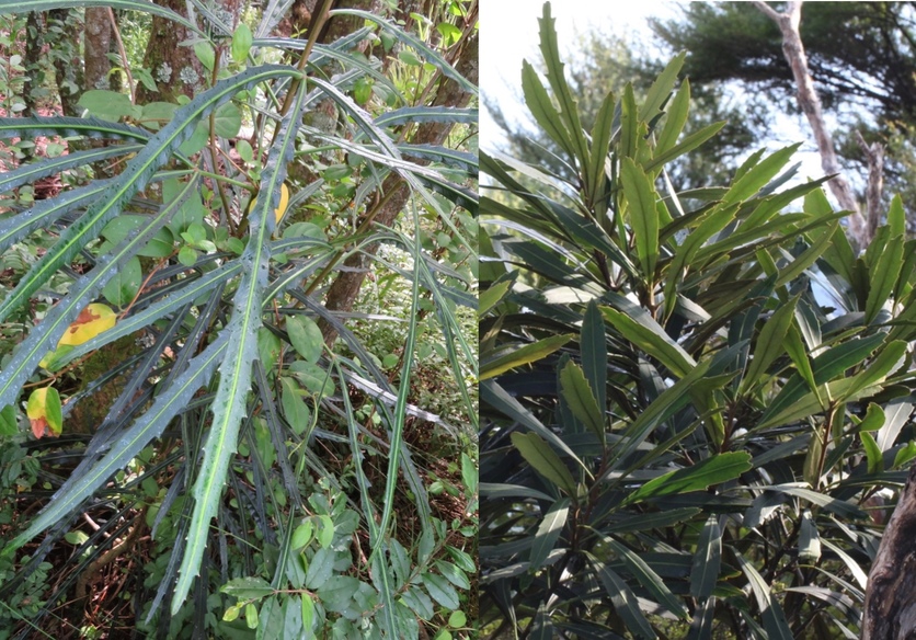 Juvenile and adult Lancewood/horoeka leaves.