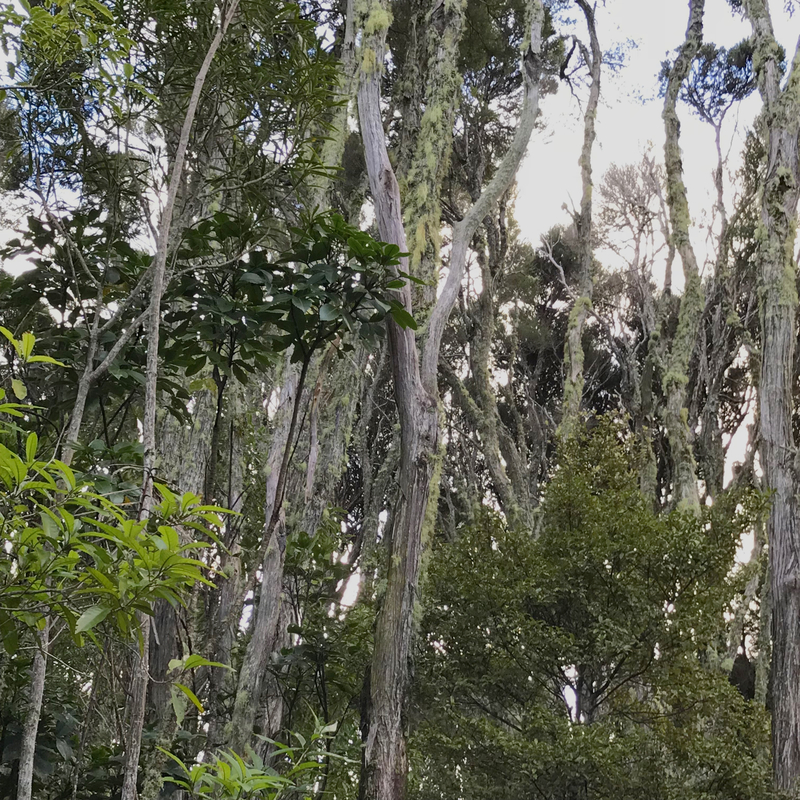Old mānuka trees (Leptospermum scoparium), Orokonui Ecosanctuary