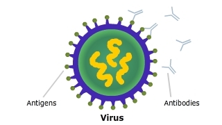 A simple diagram of antigens, virus and antibodies.