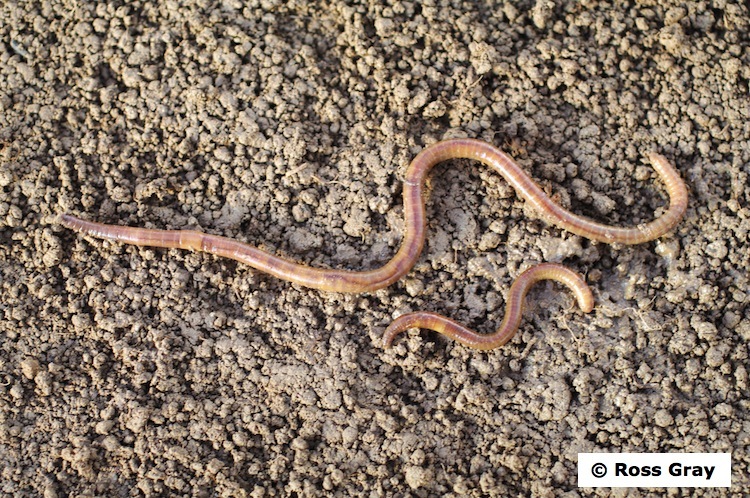 Snake worm — Science Learning Hub