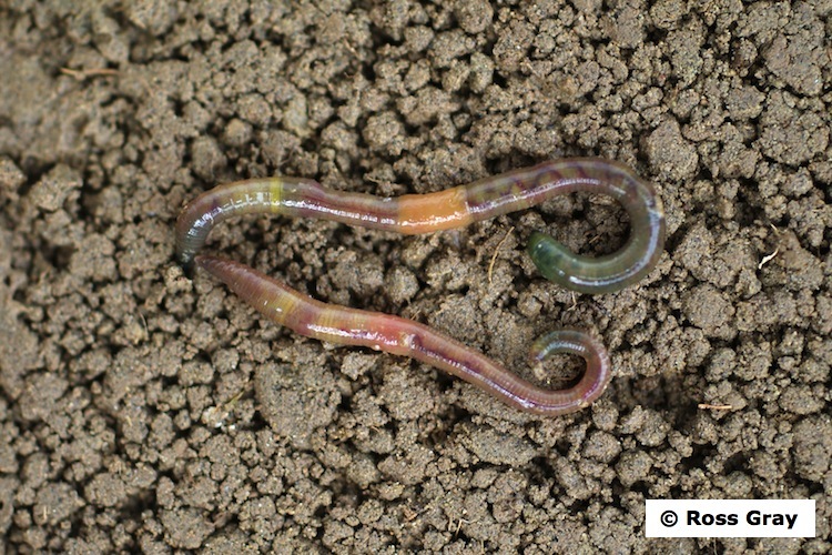 A green worm (Allolobophora chlorotica) on soil.