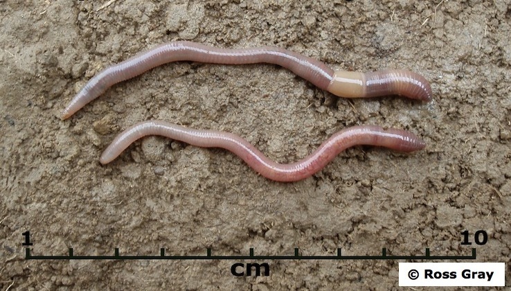Two grey worms (Aporrectodea caliginosa) with scale measure.
