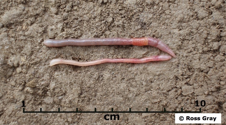 Earthworms Role In The Ecosystem Science Learning Hub