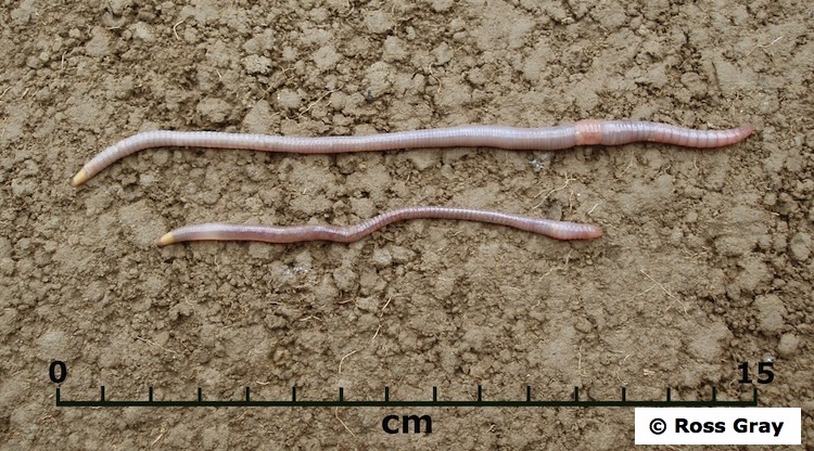 Yellow tail worms Clearance