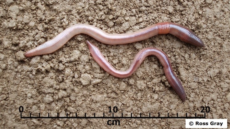 Two nightcrawler earthworms with measurement scale.
