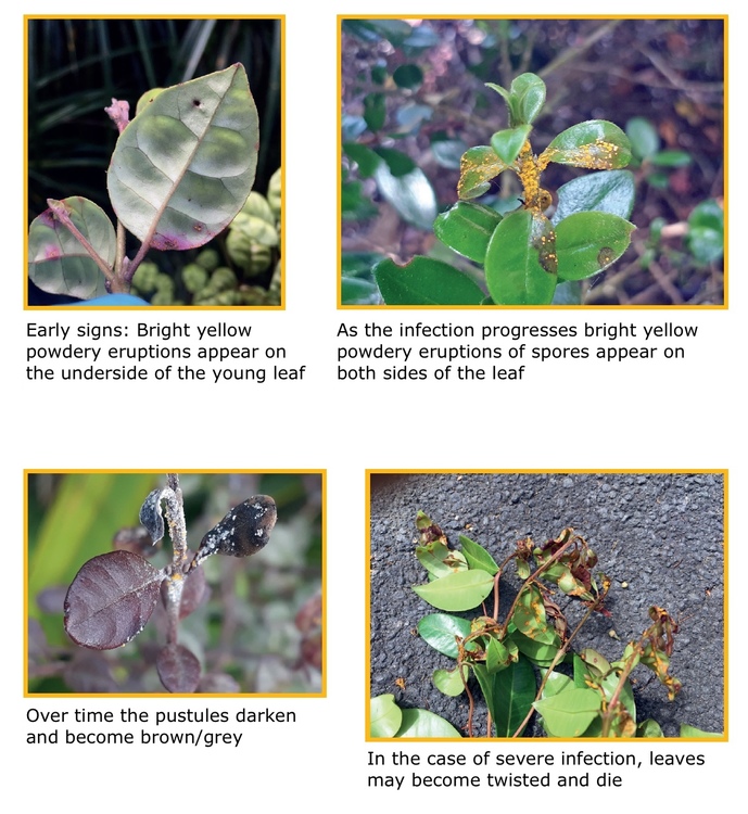 Four images and text showing Myrtle rust disease progression.