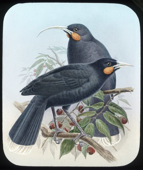 Illustration of a male and female huia perched in a tītoki tree