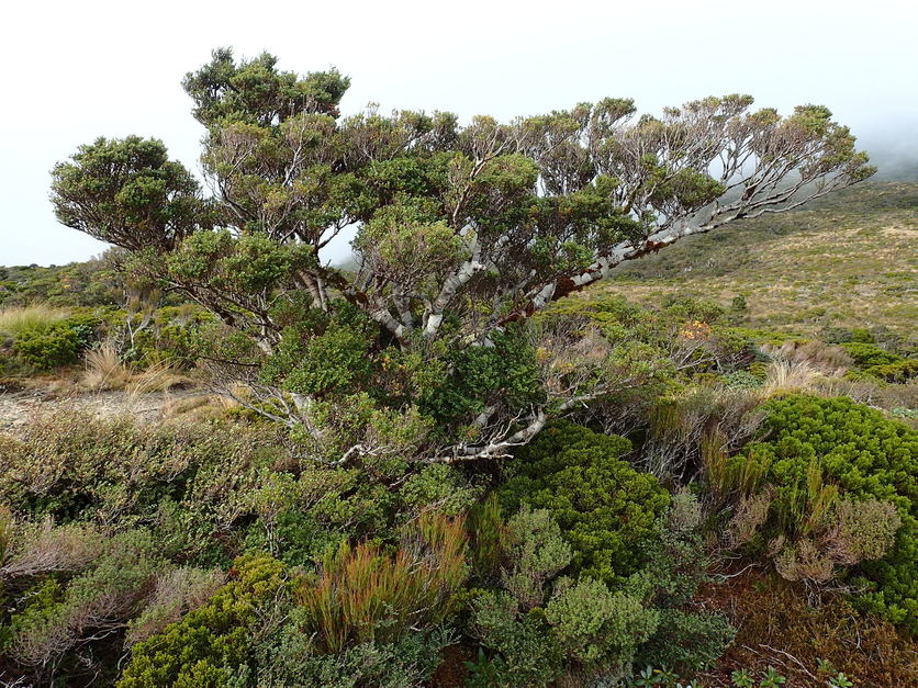 Tawhai or silver beech (Lophozonia menziesii) tree.