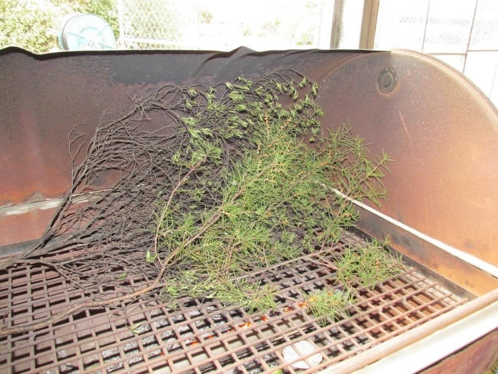 Hakea sericea (foreground) and Kunzea robusta (rear) on a BBQ