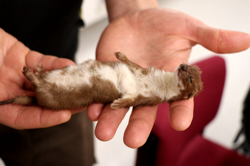 Zealandia ranger holding a dead weasel that was caught in a trap