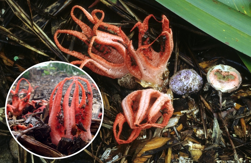 All about fungi — Science Learning Hub