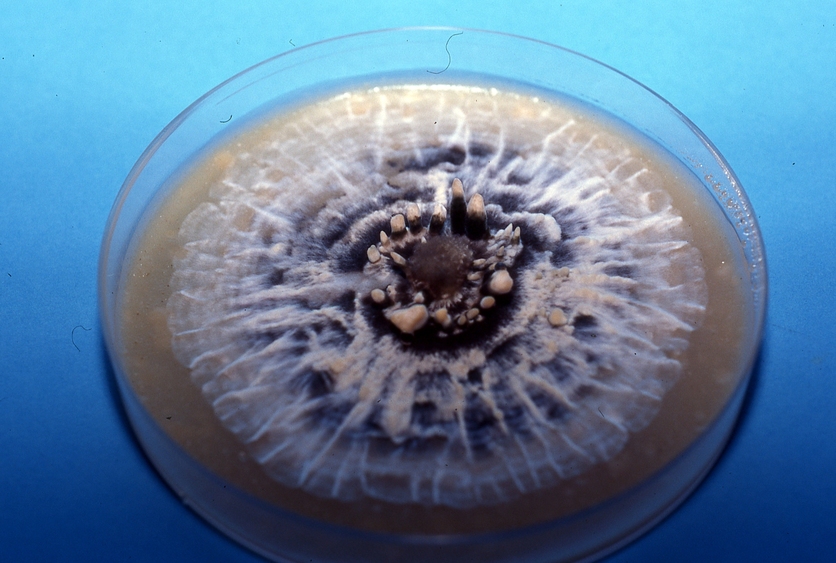Hyphal colony, fungus feeding stage, growing on agar, Petri dish