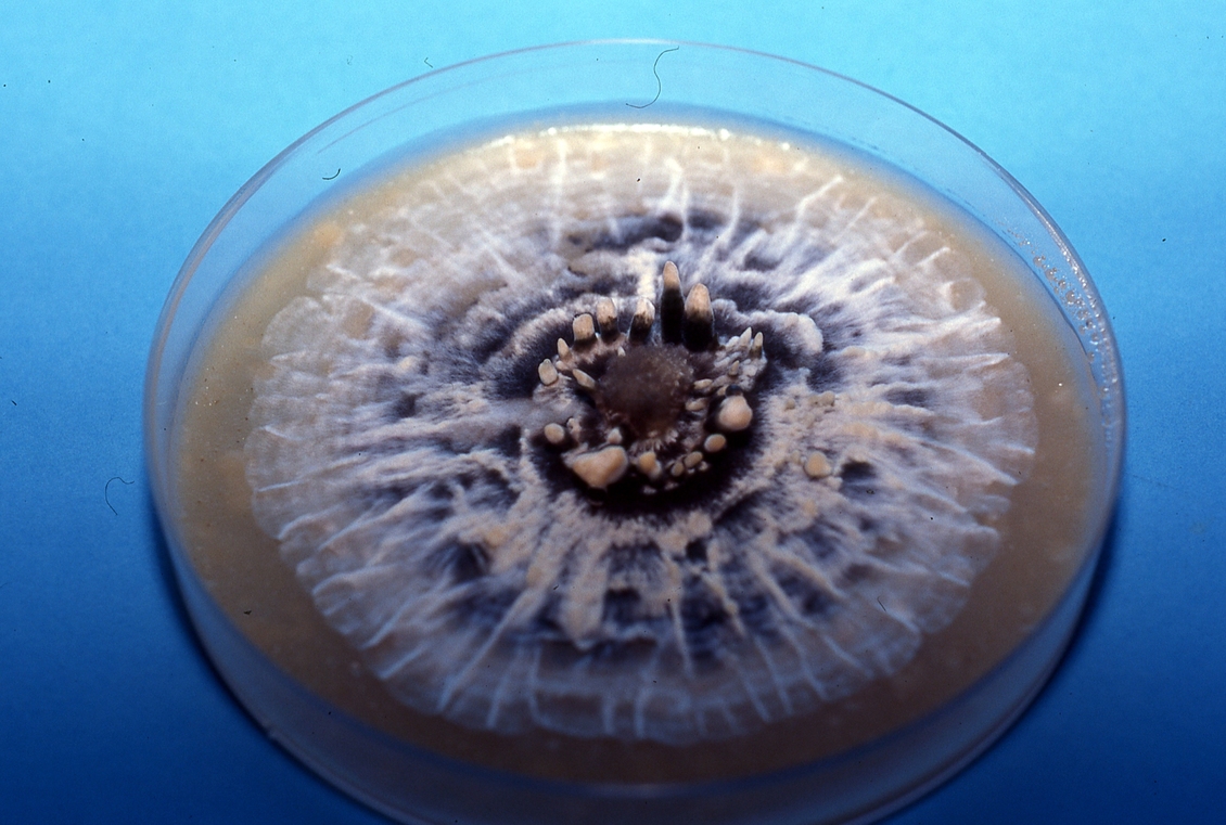 Hyphal colony, fungus feeding stage, growing on agar, Petri dish