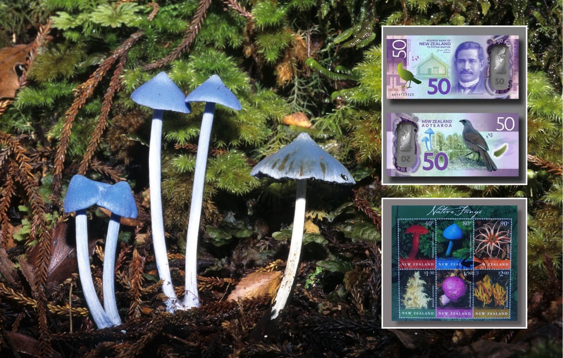 Sky-blue mushroom (Entoloma hochstetteri) + NZ banknotes + stamp