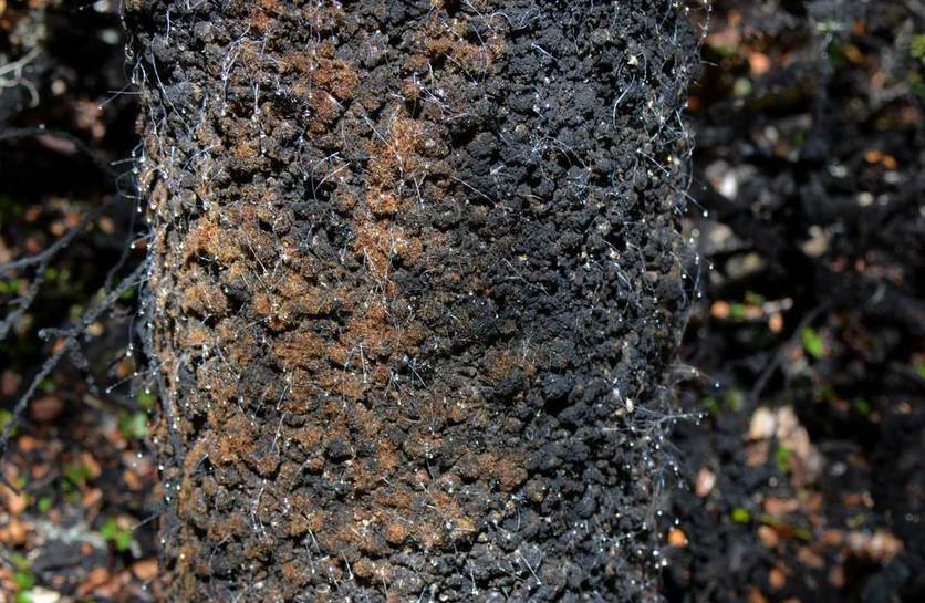 Black sooty mould growing on a beech tree.