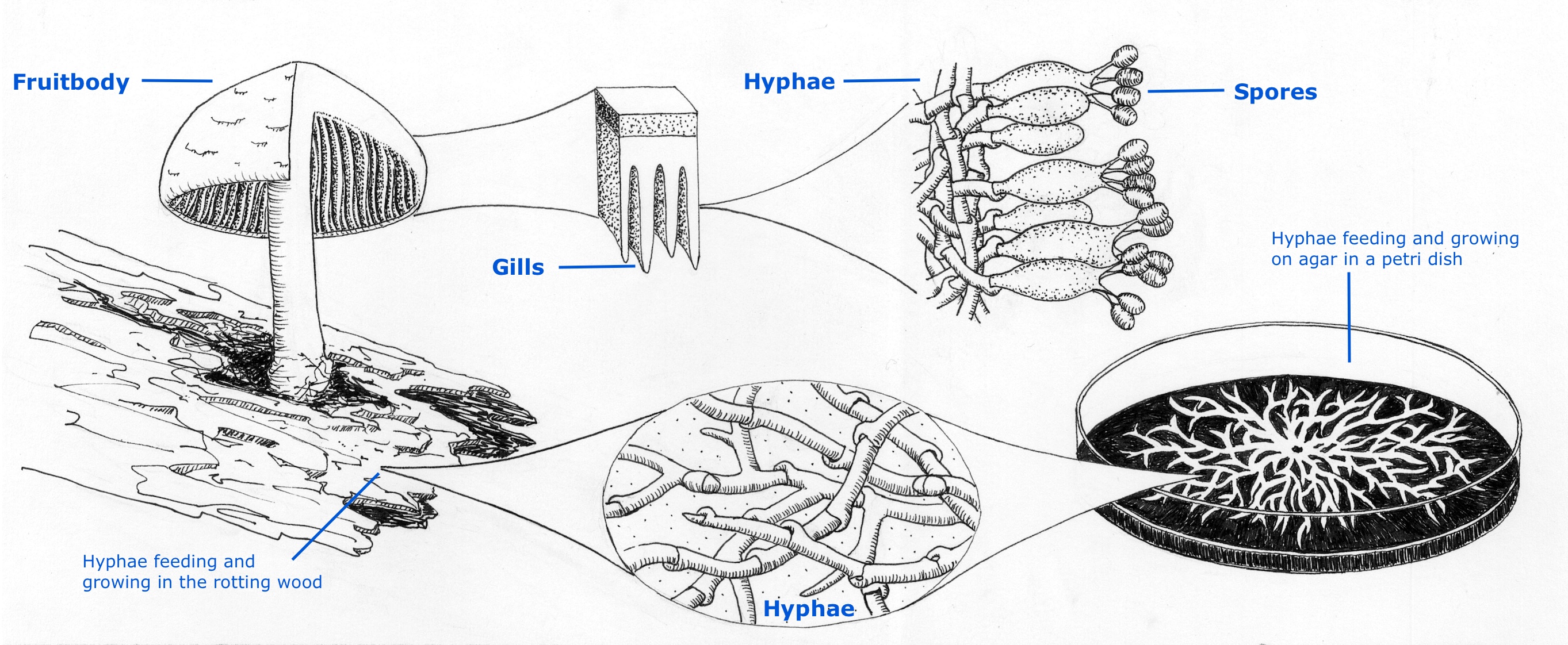 Hyphae