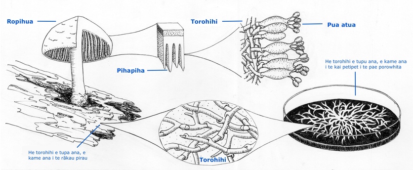 Diagram: Hyphae feed, grow and branch to form a colony.