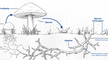 Parts of a mushroom — Science Learning Hub