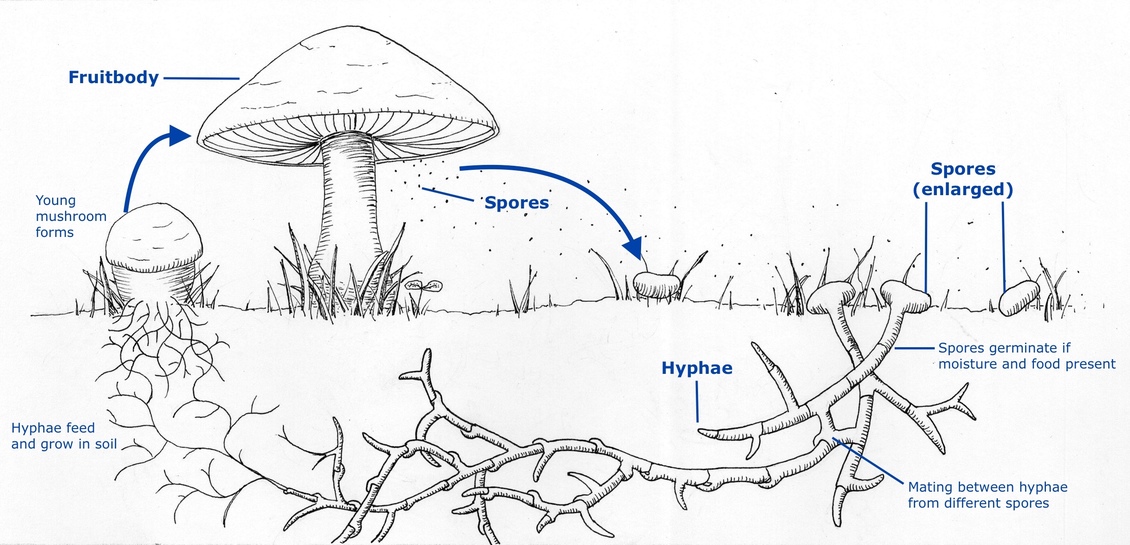 Diagram of a simplified life cycle of a mushroom. 