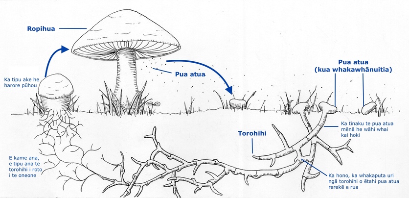 Diagram of a simplified life cycle of a mushroom in Te reo Māori