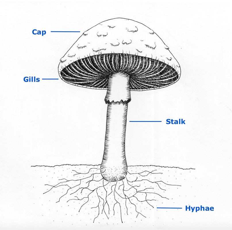 Diagram of the parts of a mushroom fruitbody.