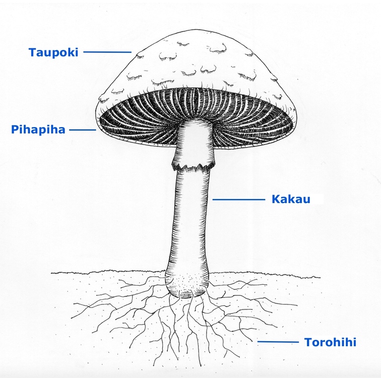 Ngā wāhanga o te ropihua o te harore - Te reo Māori labels