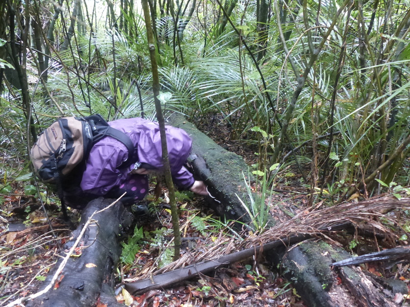 In a New Zealand forest searching for fruitbodies of fungi.