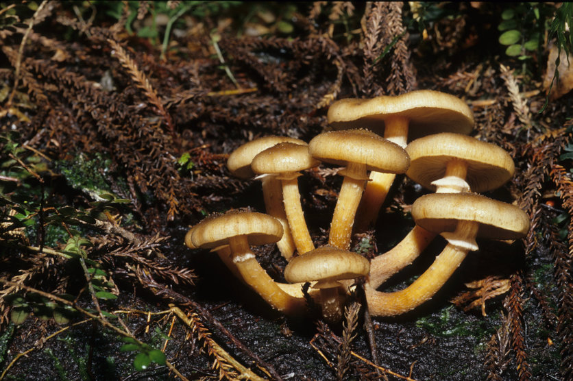 Honey mushroom (Armillaria novae-zelandiae) in forest, NZ.