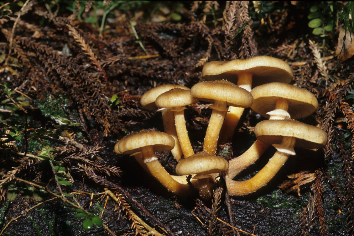 Honey mushroom — Science Learning Hub