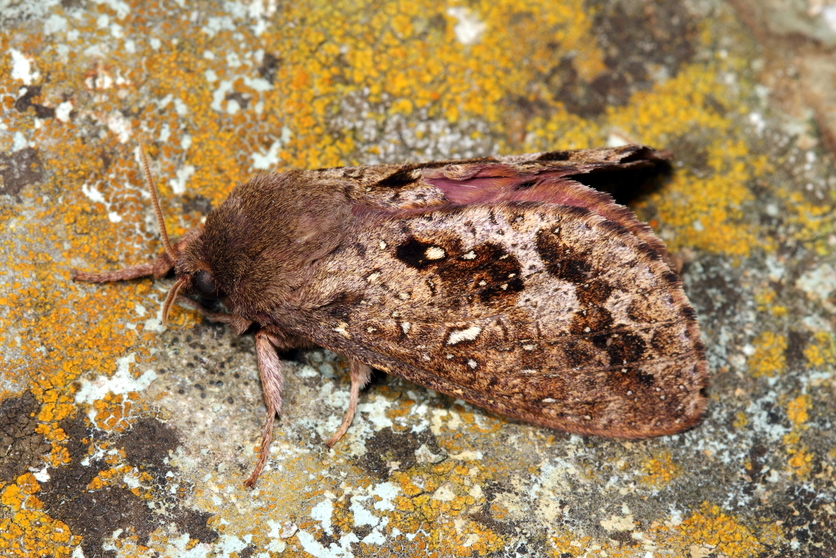 A Moth from Dumbletonius genus outside.