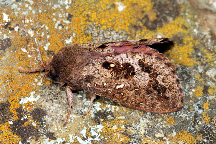 A moth from Dumbletonius genus outside.