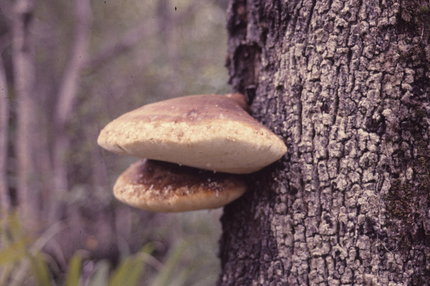 Te pūtawa (Laetiporus portentosus) fungi growing on a beech tree