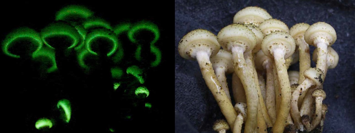 Armillaria limonea fungi bioluminescence and flashlight photos
