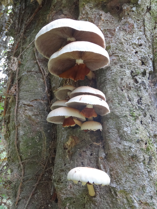 Agrocybe parasitica (tawaka) mushrooms growing on a tree trunk.