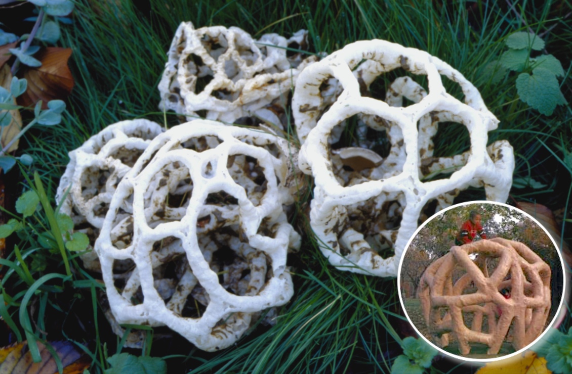 Basket fungus and insert image of a children’s climbing frame.