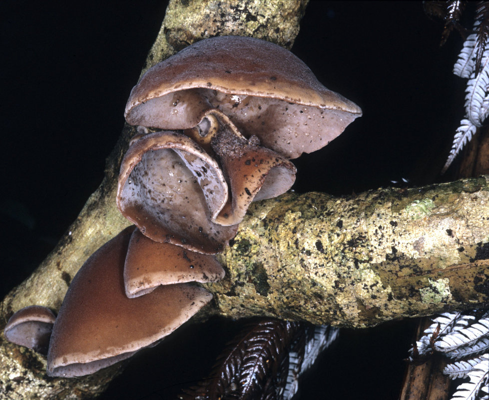 Fruitbodies of hakeke (Auricularia cornea) growing on wood.