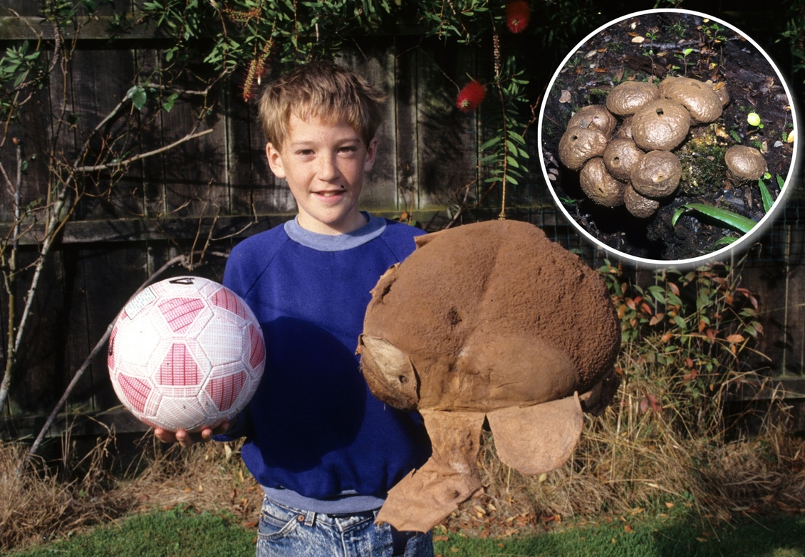 Child holding football & puffball teddy. Insert: puffball fungi