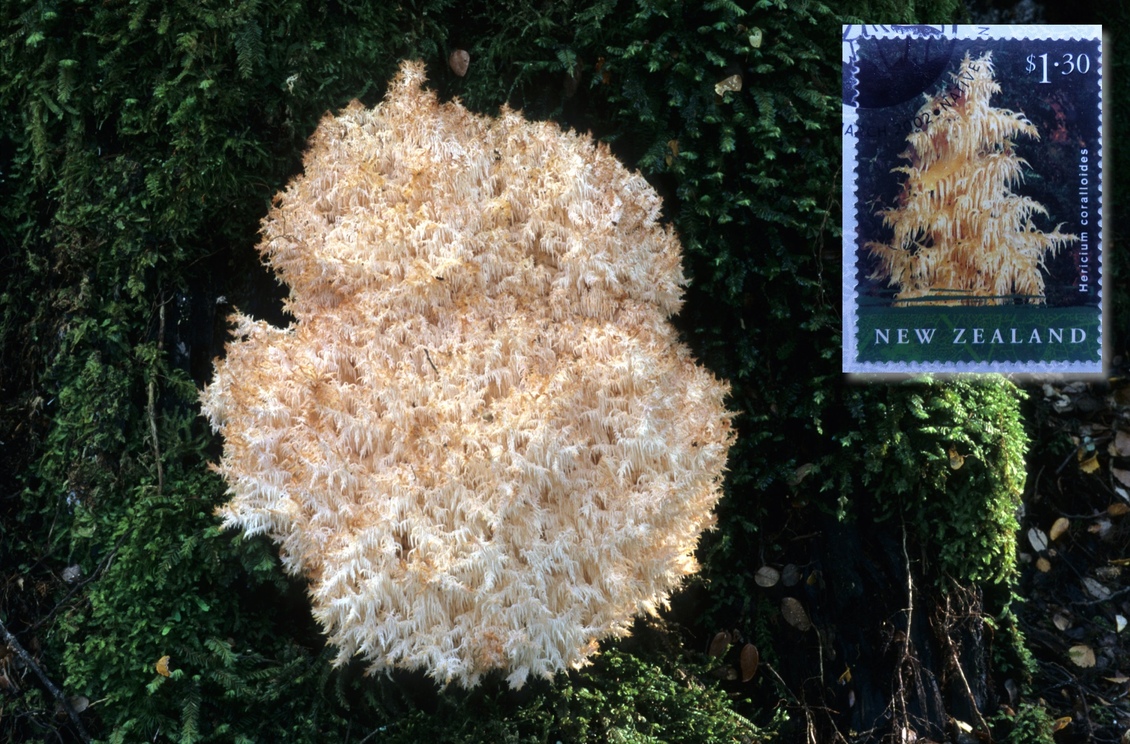 Fungi Hericium (pekepekekiore) in nature and 2004 NZ$1.30 stamp.