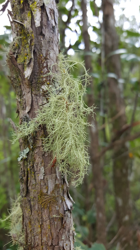 Beard Lichens Genus Usnea on a tree in New Zealand.