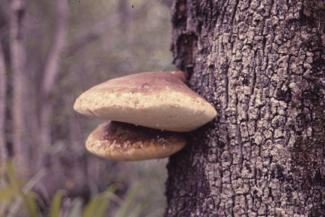 2 pūtawa (Laetiporus portentosus) fungus on a tree trunk