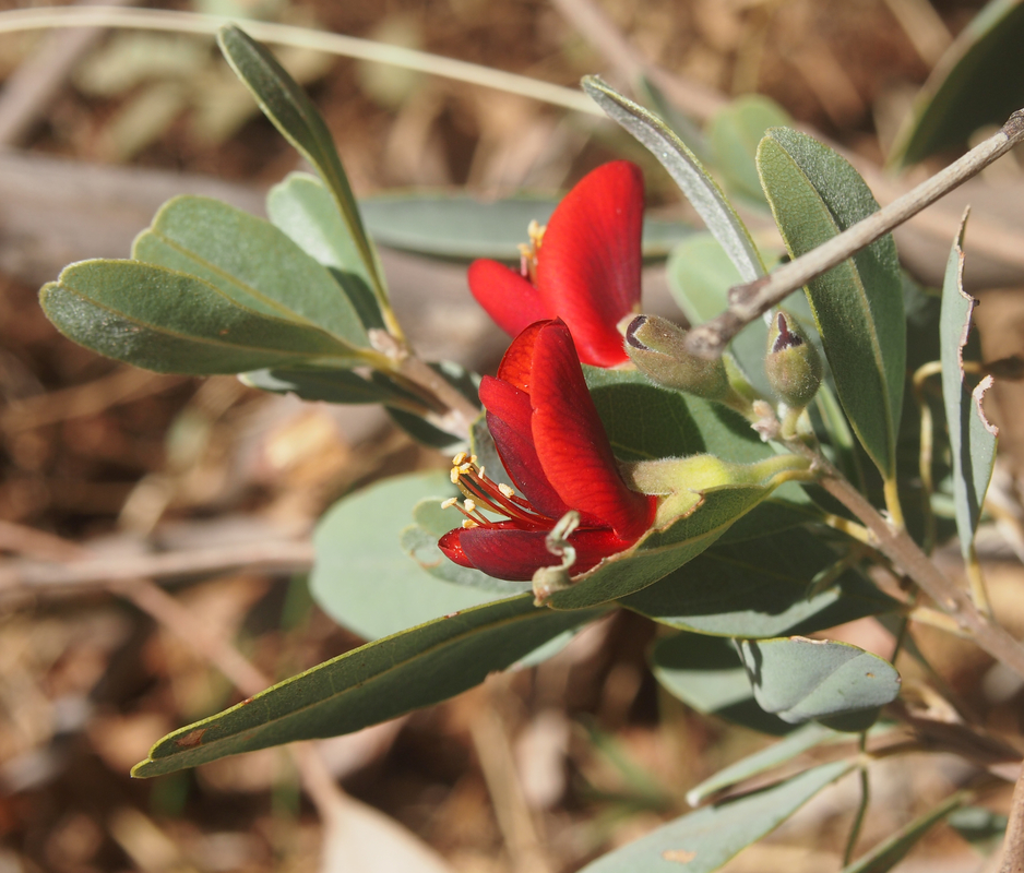 Wallflower poison bush (Gastrolobium grandiflorum) — Science Learning Hub